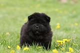 CHOW CHOW 498